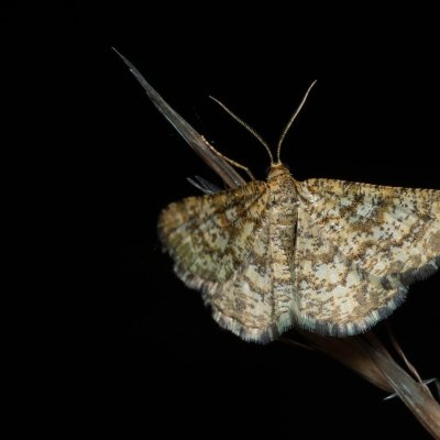 Heliomata glarearia (kropenatec žlutavý), PP Černice