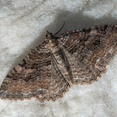 Hydria cervinalis (píďalka jarní), Žebětín