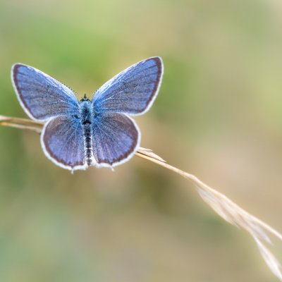 Cupido decoloratus (modrásek tolicový), Bosonohy