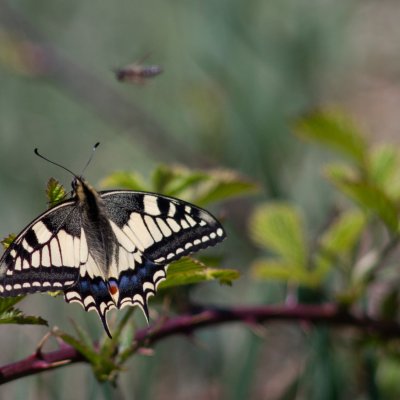 Papilio machaon (otakárek fenyklový), Vizovice