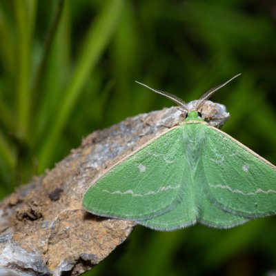 Thetidia smaragdaria (zelenopláštník řebříčkový), Hády