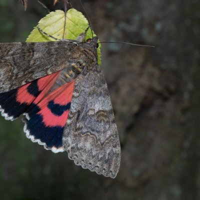 Catocala nupta (stužkonoska olšová), Žebětín