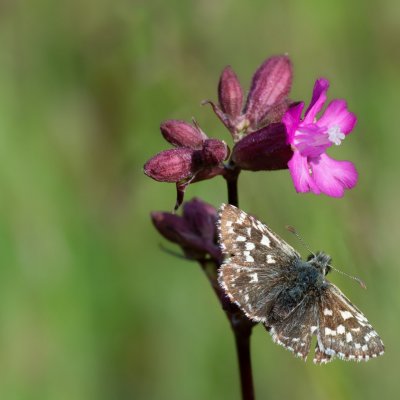 Pyrgus malvae (soumračník jahodníkový), PR Kamenný vrch