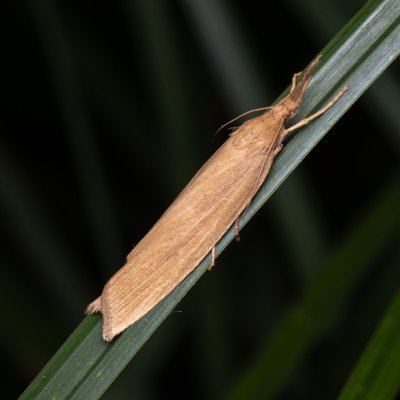 Chilo phragmitella (travařík rákosový), PP Střelická bažinka