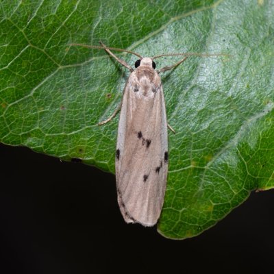 Pelosia muscerda (lišejníkovec popelavý), Hodonín - Zbrod