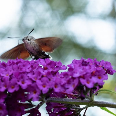 Macroglossum stellatarum (dlouhozobka svízelová), hrad Veveří