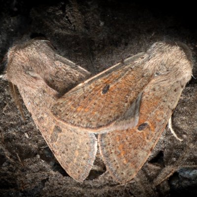 Orthosia cruda (jarnice menší), Žebětín