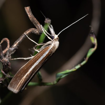 Agriphila selasella (-), Bratčice