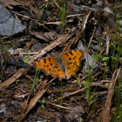 Polygonia c-album (babočka bílé c), SK, u PR Brezina, Tatry