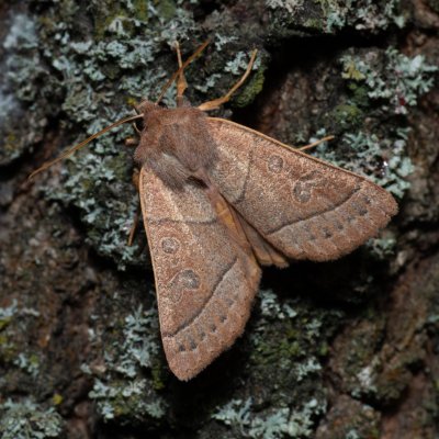 Mesogona acetosellae (osenice trnková), PP Kavky