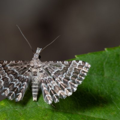 Alucita grammodactyla (pernatěnka hlaváčová), Hády