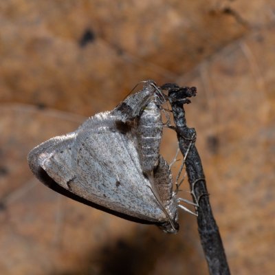 Theria rupicapraria (tmavoskvrnáč březnový), PR Kamenný vrch