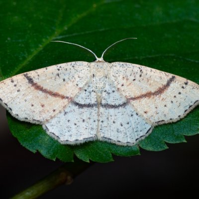 Cyclophora punctaria (očkovec dubový), Žebětín