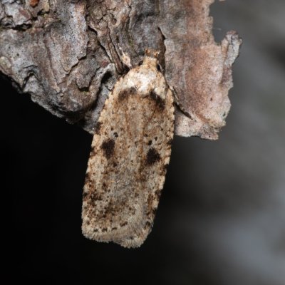 Agonopterix arenella (plochuška lopuchová), Hostěnice
