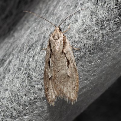 Semioscopis avellanella (plochuška lísková), Helenčina studánka