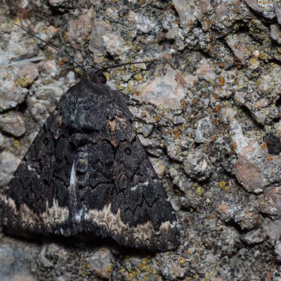 Catephia alchymista (hnědopáska alchymista), HR, Jablanac