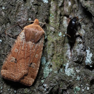 Conistra erythrocephala (zimovnice rudohlavá), Kamenný vrch