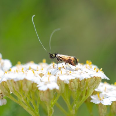 Nemophora minimella (-), PR Kamenný vrch