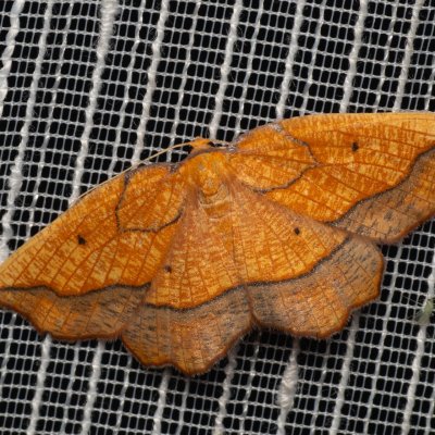 Epione repandaria (zejkovec topolový), PP Pánov