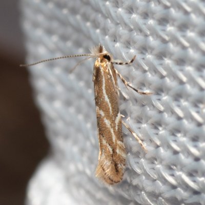 Phyllonorycter issikii (klíněnka lipová), PR Turold