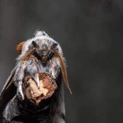 Spatalia argentina (hřbetozubec stříbroskvrnný), Žebětín
