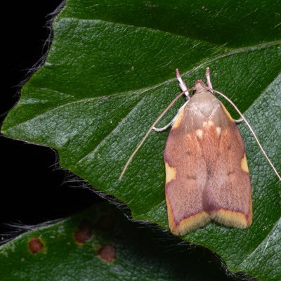 Carcina quercana (krásněnka dlouhorohá), Lysá hora u Ochozu