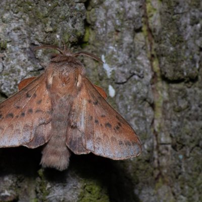 Phyllodesma tremulifolia (bourovec zejkovaný), Kývalka