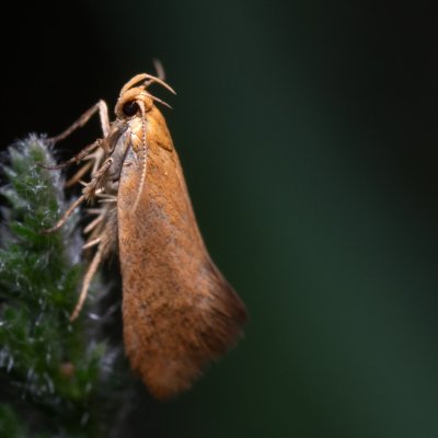 Crassa tinctella (-), Kobylí