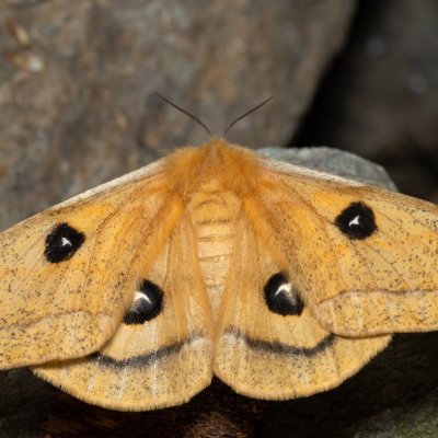 Aglia tau (martináč bukový), Podkomorské lesy, Kopeček