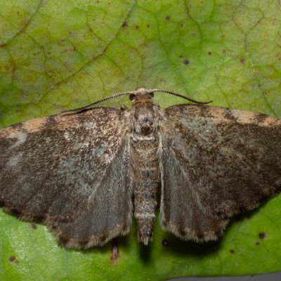 Euchoeca nebulata (šedokřídlec olšový), Hrabětice