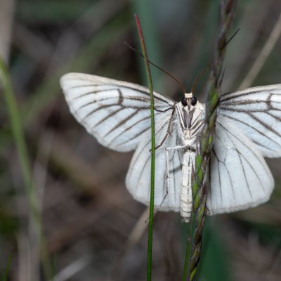 Siona lineata (bělokřídlec luční), Havranické vřesoviště