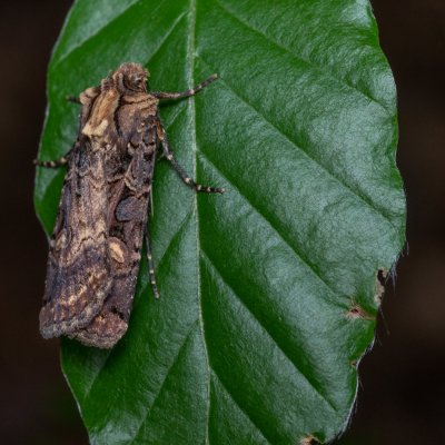 Opigena polygona (osenice jižní), Žebětín