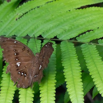 Bassarona dunya (-), TH, Railay