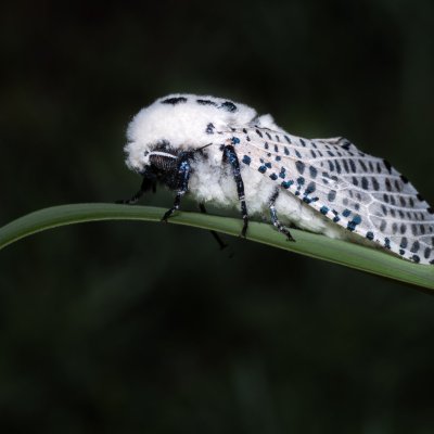 Zeuzera pyrina (drvopleň hrušňový), NPP Červený kopec