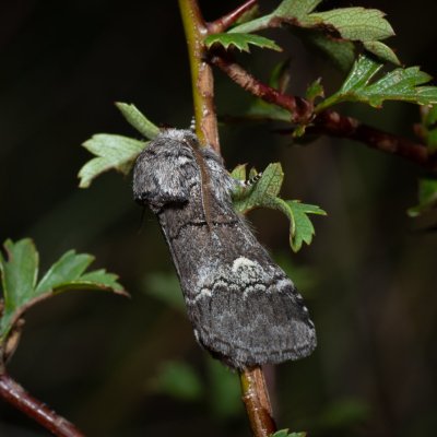 Drymonia querna (hřbetozubec drnákový), PP Skalky u Sedlece