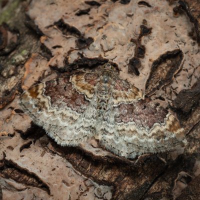 Xanthorhoe spadicearia (píďalka jitrocelová), Podkomorské lesy, Kopeček