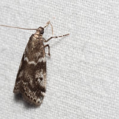 Assara terebrella (zavíječ šiškový), Hády - lesní lom