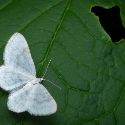 Asthena albulata (píďalka trnková), Podkomorské lesy, Kopeček