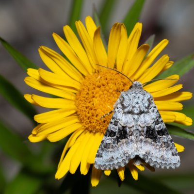 Hecatera bicolorata (můra jestřábníková), Hády