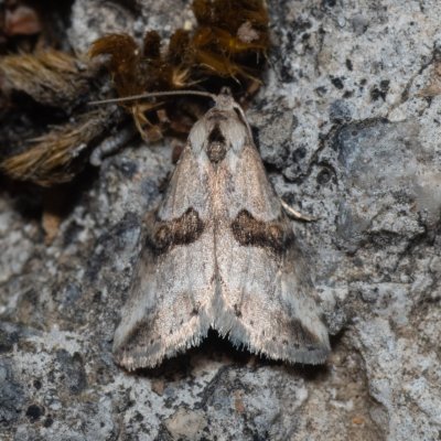 Zebeeba falsalis (-), GR, Sokraki, Korfu