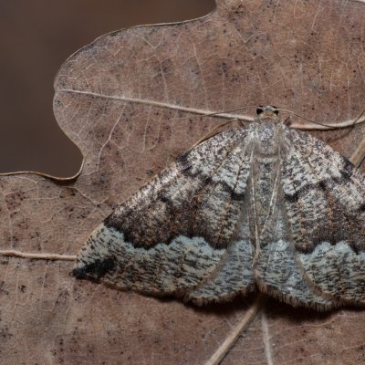 Pungeleria capreolaria (tmavoskvrnáč jedlový), NPP Jeskyně Pekárna