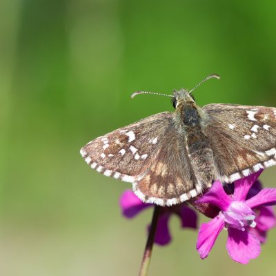 Pyrgus serratulae (soumračník mochnový), NPR Mohelenská hadcová step