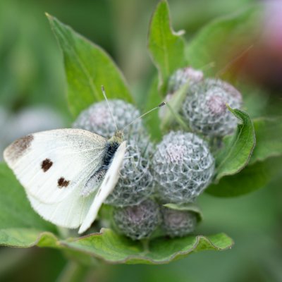 Pieris rapae (bělásek řepový), Kývalka
