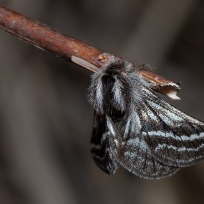 Lycia zonaria (drsnokřídlec bělopásný), PP Člupy