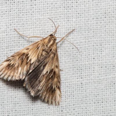 Cynaeda dentalis (zavíječ hadincový), Kývalka