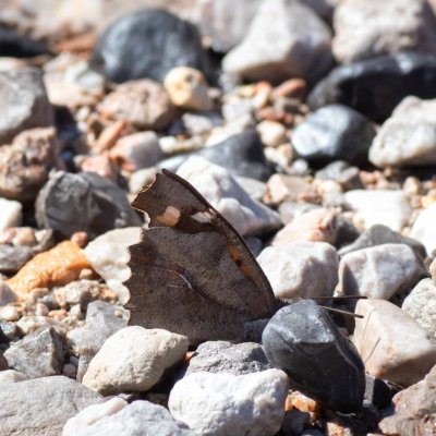 Libythea celtis (cípatec jižní), HR, Cesarica