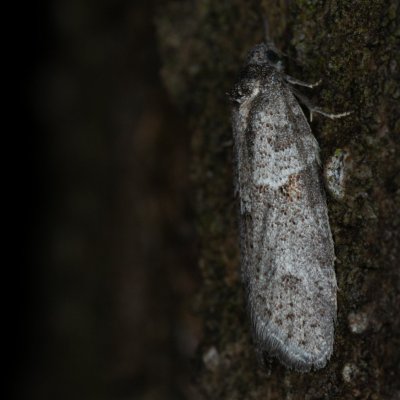 Tortricodes alternella (obaleč předjarní), Žebětín