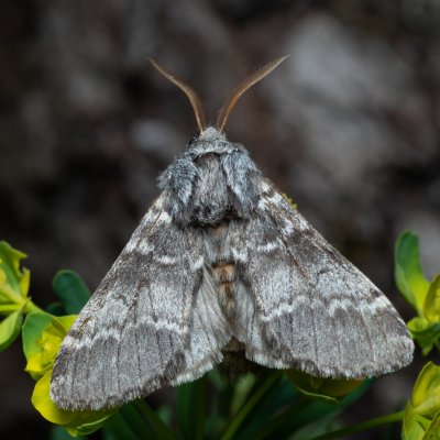 Drymonia ruficornis (hřbetozubec dubový), Lysá hora u Ochozu