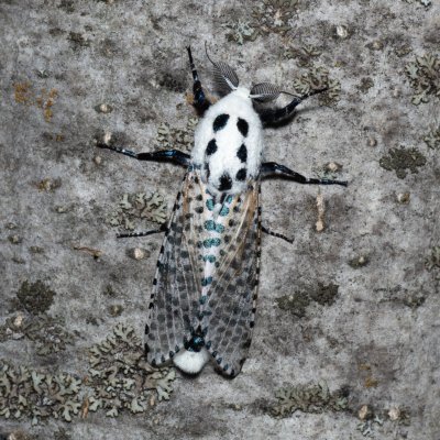 Zeuzera pyrina (drvopleň hrušňový), Hády - lesní lom