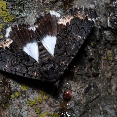 Catephia alchymista (hnědopáska alchymista), HR, Jablanac